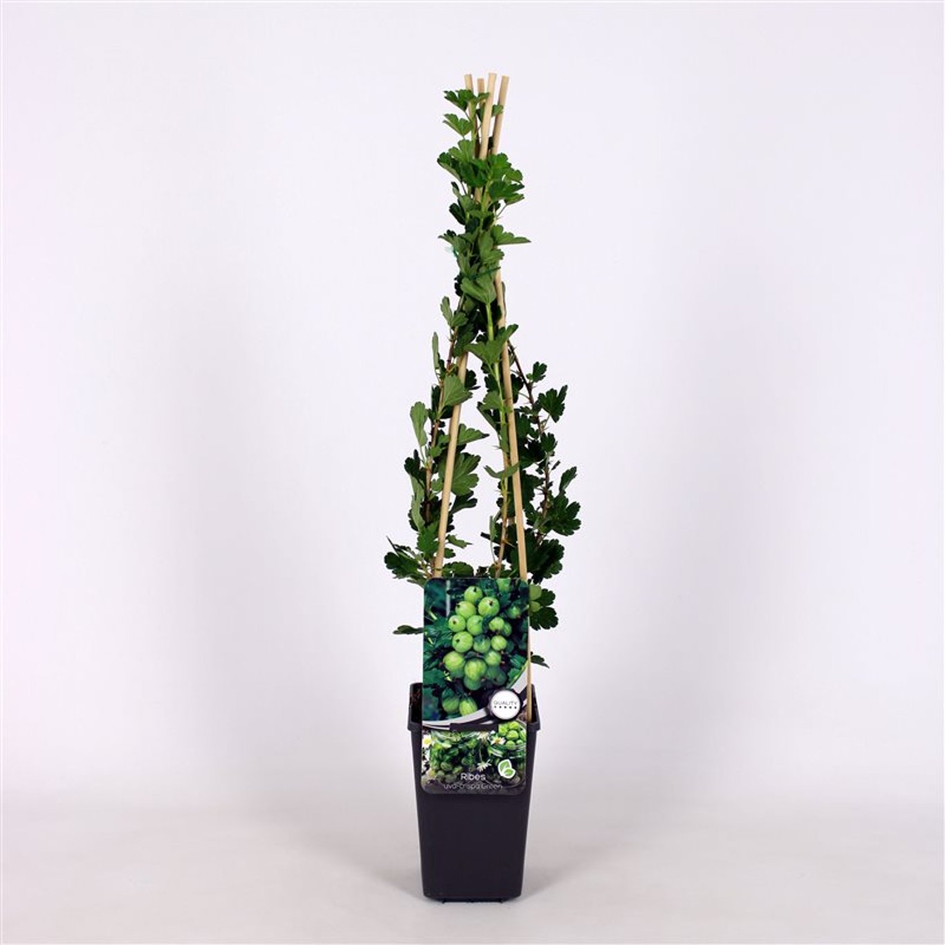 Ribes u.-c. Hinnonmäki Grön - C2 70/+ CM